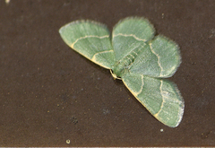 Chlorochlamys