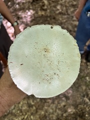 Amanita cokeri