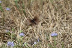 Satyrinae