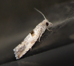 Pelochrista consobrinana