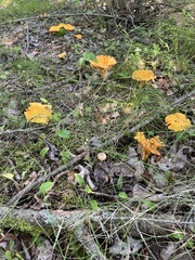 Cantharellus enelensis