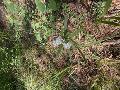 Asclepias perennis