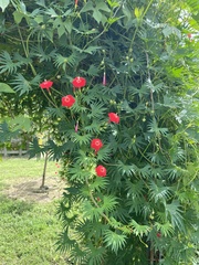 Ipomoea × multifida