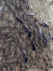 Cerastipsocus venosus