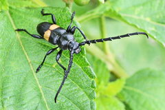 Lissonotus flavocinctus