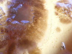 Membranipora membranacea