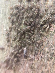 Cerastipsocus venosus