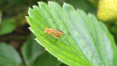 Tetanocera