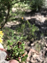 Pultenaea microphylla