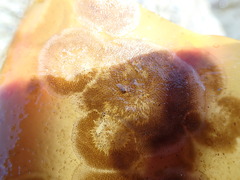 Membranipora membranacea