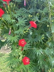 Ipomoea × multifida