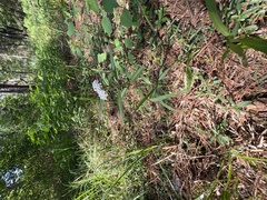 Asclepias perennis