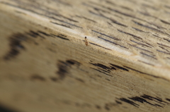 Monomorium pharaonis