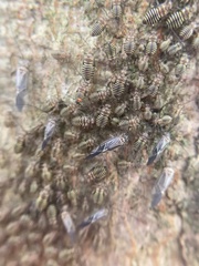 Cerastipsocus venosus