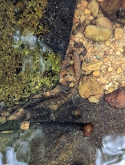 Etheostoma flabellare