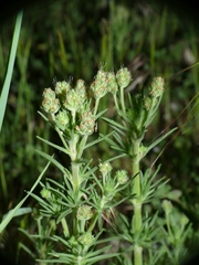 Plantago afra