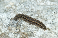 Eilema