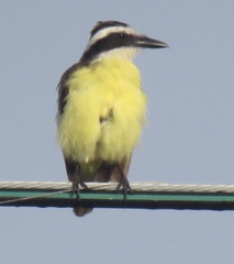 Pitangus sulphuratus