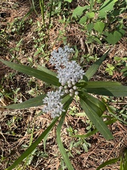 Asclepias perennis