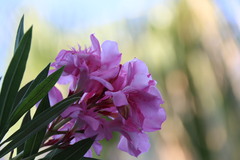 Nerium oleander
