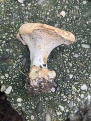 Hydnum repandum