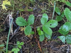 Fragaria virginiana