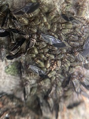 Cerastipsocus venosus