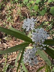 Asclepias perennis