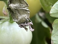 Lineodes integra