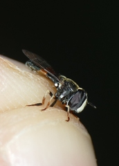 Paragus bicolor