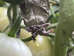 Lineodes integra