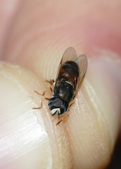 Paragus bicolor