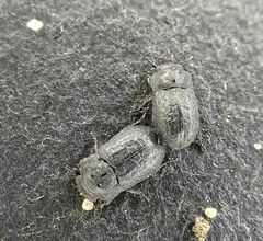 Melanimon tibiale