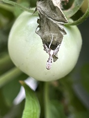 Lineodes integra