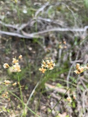 Fimbristylis