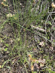 Fimbristylis