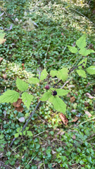 Rubus leucodermis