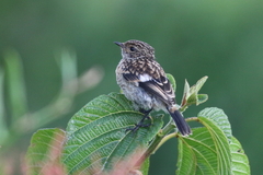 Saxicola torquatus
