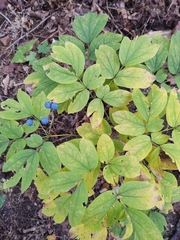 Caulophyllum thalictroides