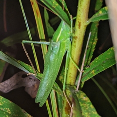 Neoconocephalus ensiger