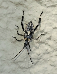 Leptoglossus clypealis