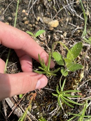 Phemeranthus parviflorus