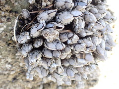 Pollicipes polymerus