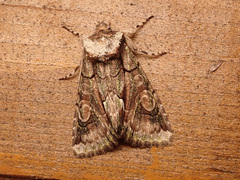 Allophyes oxyacanthae