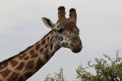 Giraffa camelopardalis
