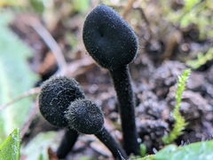 Trichoglossum