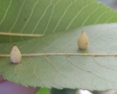 Caryomyia caryaecola