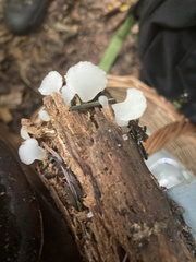 Pseudohydnum gelatinosum