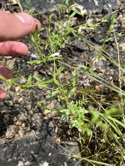 Mecardonia acuminata