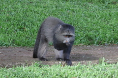 Cercopithecus mitis manyaraensis